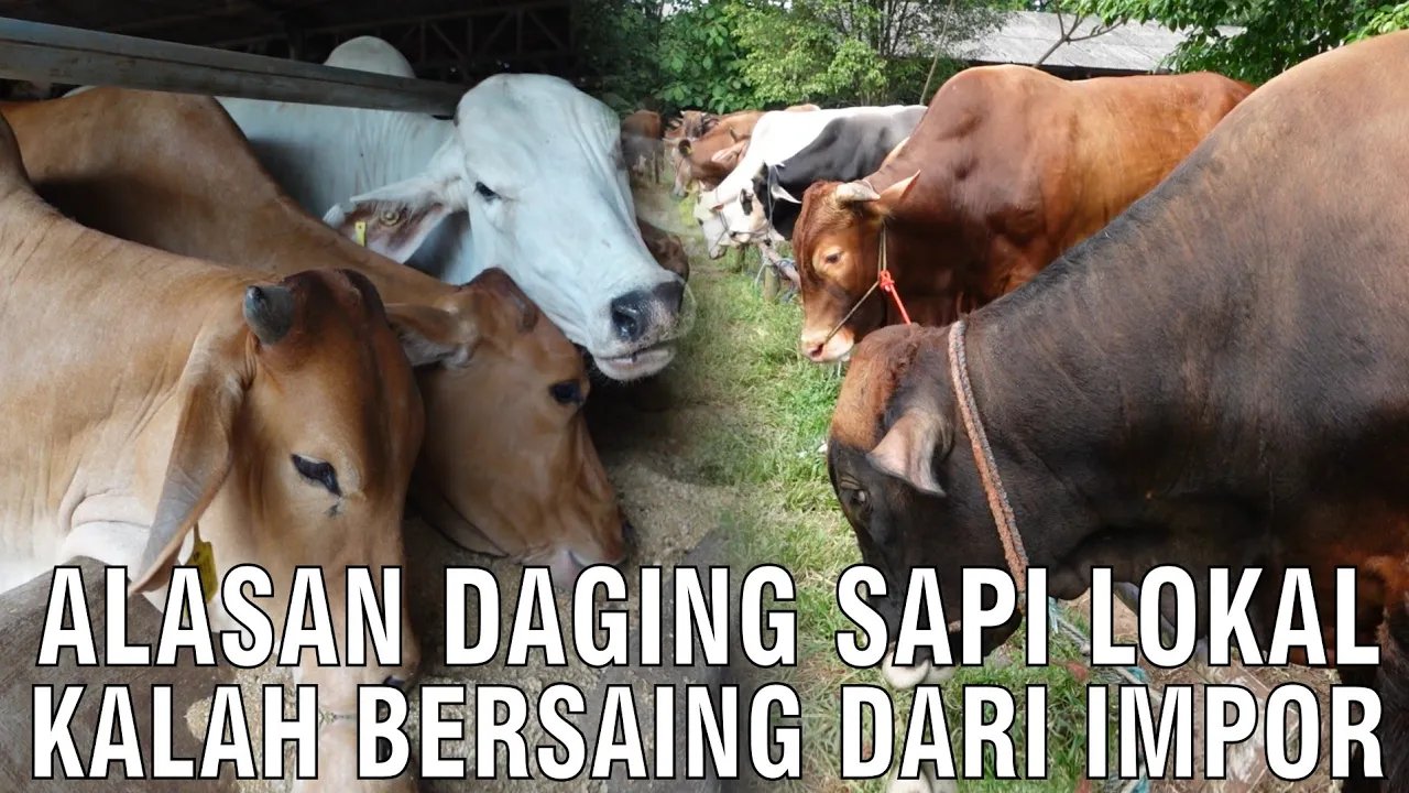 
                                 Alasan-Daging-Sapi-Lokal-Kalah-Bersaing-Dari-Impor